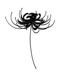 彼岸花　モノクロ