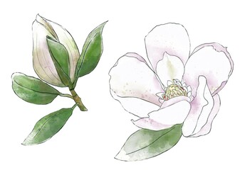 Set of magnolia flowers. Watercolor Hand draw illustration, isolated