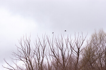 Leafless branches of trees with several black birds flying above. Cloudy sky is in the background