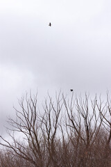 Leafless branches of trees with several black birds flying above. Cloudy sky is in the background