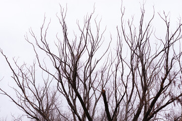 Crooked leafless branches of trees against a clear white sky