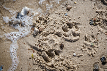 Hundespiel am Strand