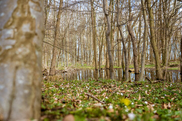 Idyllischer Wald am Meer