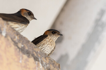 コシアカツバメ