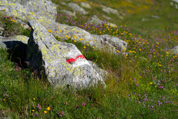 Close-up of hiking trail with painted sign, meadow and flowers at the south side of Swiss Gotthard Pass on a sunny summer day. Photo taken June 25th, 2022, Gotthard Pass, Switzerland.