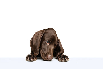 Studio shot of beautiful, purebred dog, weimaraner posing isolated over white background. Sniffing surface