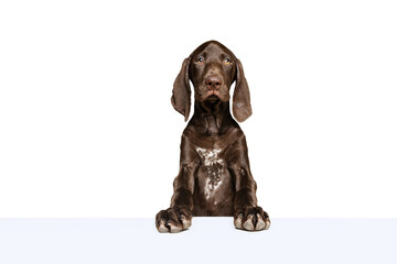 Studio shot of beautiful, purebred dog, weimaraner calmly posing isolated over white background. Proud look