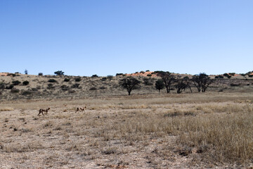 Kgalagadi Transfrontier National Park, South Africa: Acinonyx jubatus The cheetah