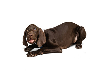 Studio shot of beautiful, purebred dog, weimaraner posing, lying on floor and barking isolated over white background
