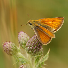 Small skipper butterfly on a thistle flower