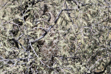 Kgalagadi Transfrontier National Park, South Africa: Spotted eagle owl showing how it blends in with its surroundings, Bubo africanus