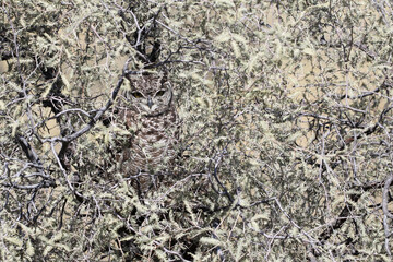 Kgalagadi Transfrontier National Park, South Africa: Spotted eagle owl showing how it blends in with its surroundings