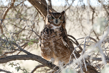 Kgalagadi Transfrontier National Park, South Africa: Spotted eagle owl