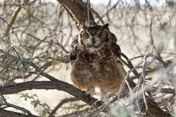 Kgalagadi Transfrontier National Park, South Africa: Bubo africanus Spotted eagle-owl