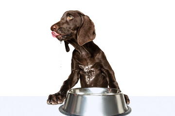 Studio shot of beautiful, purebred dog, weimaraner posing isolated over white background. Lunch time