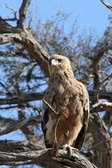 Kgalagadi Transfrontier National Park, South Africa: Tawny eagle, Aquila rapax