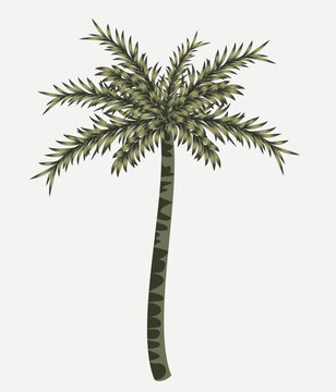 Beautiful exotic palm tree vector illustration