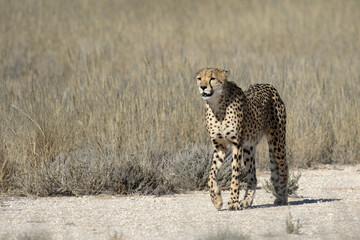 Kgalagadi Transfrontier National Park, South Africa: Acinonyx jubatus The cheetah