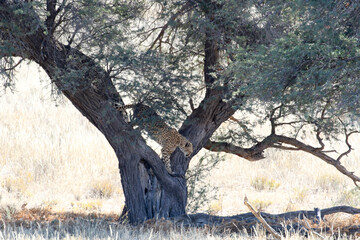 Kgalagadi Transfrontier National Park, South Africa: Acinonyx jubatus The cheetah