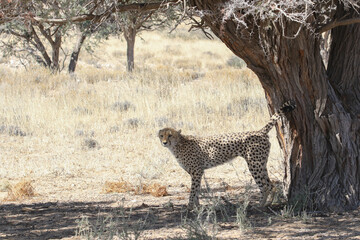 Kgalagadi Transfrontier National Park, South Africa: Acinonyx jubatus The cheetah