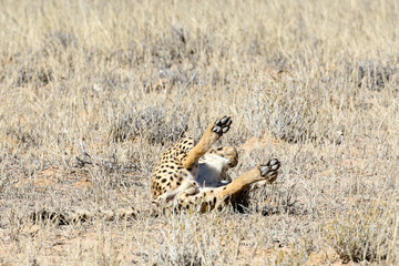 Kgalagadi Transfrontier National Park, South Africa: Acinonyx jubatus The cheetah