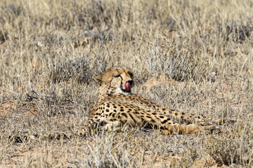 Kgalagadi Transfrontier National Park, South Africa: Acinonyx jubatus The cheetah