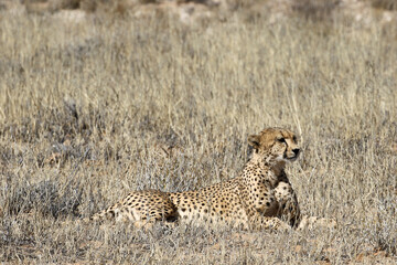 Kgalagadi Transfrontier National Park, South Africa: Acinonyx jubatus The cheetah
