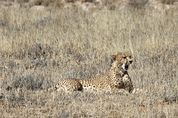 Kgalagadi Transfrontier National Park, South Africa: Acinonyx jubatus The cheetah