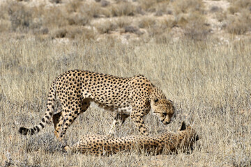 Naklejka premium Kgalagadi Transfrontier National Park, South Africa: Acinonyx jubatus The cheetah