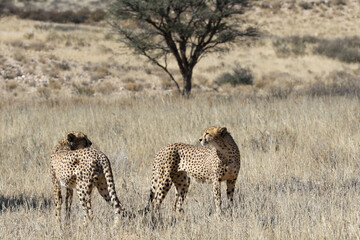 Kgalagadi Transfrontier National Park, South Africa: Acinonyx jubatus The cheetah