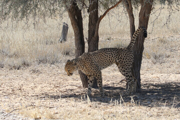 Kgalagadi Transfrontier National Park, South Africa: Acinonyx jubatus The cheetah