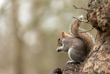 Fototapeta na wymiar Playful grey squirrel