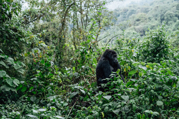 Obraz premium Portrait of a mountain gorilla. Bukavu in the DRC.