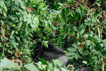 Portrait of a mountain gorilla. Bukavu in the DRC.