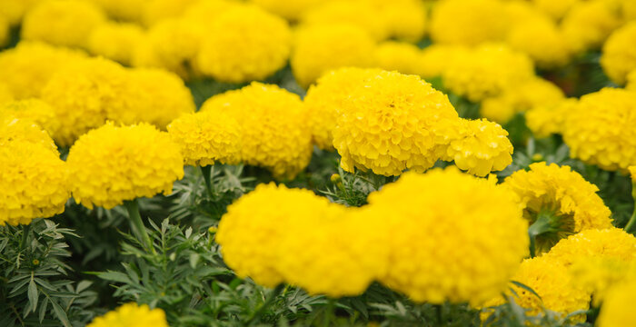 Beautiful yellow flowers on a flower bed in a city park. Marigold flowers grow close to each other. Landscaping of the territory. Natural background.