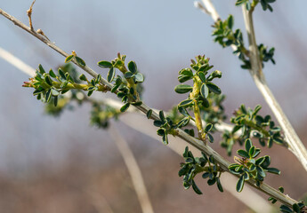 Adenocarpus complicatus, a flowering plant in the family Fabaceae. It inhabits the Mediterranean Region and south-western Europe. 