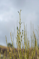 Genista florida, a flowering plant in the family Fabaceae. It inhabits the Iberian Peninsula, south-west France and northern Morocco