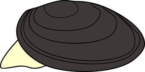 Mussel mollusk isolated on white background