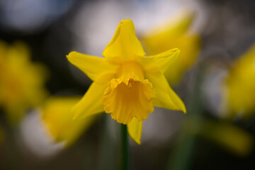 yellow daffodil flower