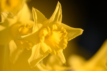 Fototapeta premium close up of yellow flower