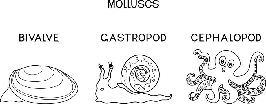 Coloring page with three types of molluscs: cephalopod, gastropod, bivalve. Educational material for biology lesson for primary school children