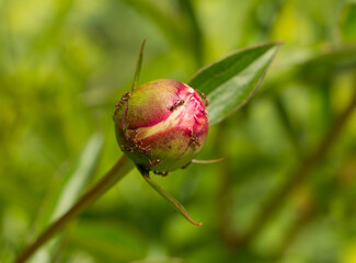 A rose flower bud with ants searching for honey on a green blurry natural background.  Close up flower bud.