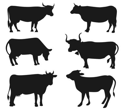 Collection of Cow and OX isolated Vectors Silhouettes
