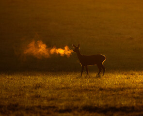 deer in the Morning light 