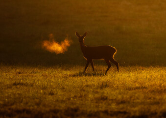 deer in the Field at sunrise 