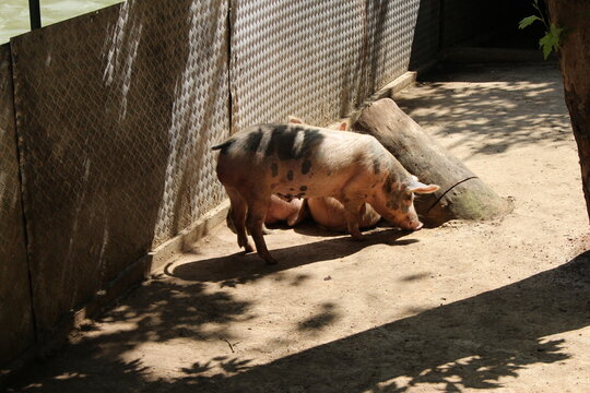 pig in the zoo