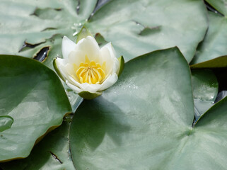 White water lily (lat. Nymphaéa álba) on a pond in summer, selective focus, with a place for an inscription, horizontal orientation.