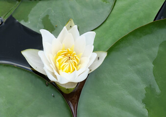 White water lily (lat. Nymphaéa álba) on a pond in summer, selective focus, with a place for an inscription, horizontal orientation.