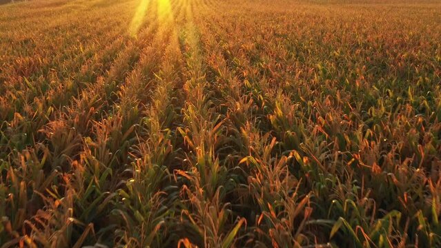 Fly above the golden corn field during sunset, aerial
