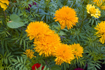 Close up view of orange marigolds	
